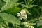 Bladder Campion â€“ Silene vulgaris