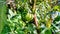 Bladder Cherry, Cape Gooseberry green plant