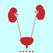 Bladder and kidney it is color icon .