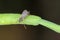 Bladder pod midge Dasineura brassicae formerly Dasyneura female laying eggs in oilseed rape pod.