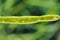 Bladder pod midge Dasineura brassicae formerly Dasyneura larvae in oilseed rape pod.