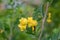 Bladder-senna Colutea arborescens with pea-like yellow flower and bumblebee