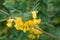 Bladder-senna Colutea arborescens with pea-like yellow-red flowers