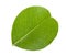 Bladder senna leaf