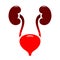 Bladder and urinary tract infection icon