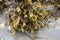 Bladder Wrack Seaweed