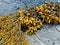 Bladder wrack seaweed