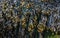 Bladder wrack seaweed on a rock at eb tide