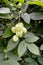 Bladdernut plumose Staphylea pinnata L., fruits and leaves