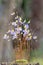 Bladderwort Utricularia bisquamata, flowering plants