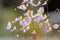 Bladderwort Utricularia bisquamata, flowers and buds