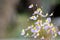 Bladderwort Utricularia bisquamata, flowers with pink and yellow
