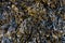 Bladderwrack Seaweed background