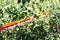 Blade of electric hedge trimmer trims green bush