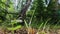 A blade of grass against the background of a birch grove in the wind