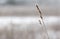 Blade of grass covered with snow