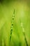 A blade of grass with dewdrops