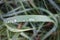 Blade of grass with raindrops