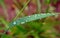 A Blade of Grass and Water Droplets