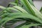 Blade grasses with rain drops