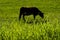 Blades of grass on background blurred cow