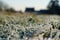 Blades of grass covered with ice crystals of hoarfrost, backyard lawn and houses in blurred background