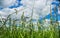 Blades of grass and grass seeds on a meadow with partly clouded sky in background