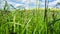 Blades of grass and grass seeds on a meadow with partly clouded sky in background