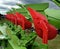 Blades of large plough on modern farming machinery.