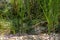 Blades of tall clumped grass growing at stream edge