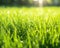 blades of vibrant green grass close up on a sunlit lawn.