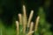 Blady Grass flower (Imperata cylindrica)