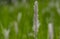 Blady grass flower scientific name: Imperata cylindrica