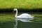 Blair Athol, Scotland: Mute swan in a pond in the garden at Blair Castle