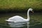 Blair Athol, Scotland: Mute swan in a pond in the garden at Blair Castle