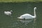 Blair Athol, Scotland: Mute swan and signet in a pond in the garden at Blair Castle