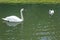 Blair Athol, Scotland: Mute swan and signet in a pond in the garden at Blair Castle