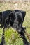 Blak labrador running on the grass