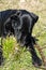 Blak labrador running on the grass