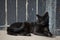 Blak lazy relaxed stray cat chills out in sun near wall