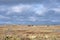 Blakeney Point Saltmarsh Norfolk