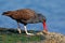 Blakish oystercatcher, Haematopus ater, black water bird with red bill, in the sea, Falkland Islands. Sea food in the red bill. Wi