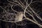 Blakiston`s fish owl on the tree at night forest. Scientific name: Bubo blakistoni.