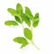 Blanch of fresh holy basil leaves isolate on white background