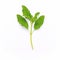 Blanch of fresh holy basil leaves isolate on white background