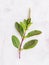 Blanch of fresh holy basil leaves set up on white concrete background with flat lay and copy space