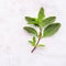 Blanch of fresh holy basil leaves set up on white concrete background with flat lay and copy space