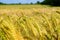 Blandford fields crops