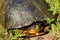 Blanding`s Turtle  701261