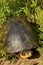 Blanding`s Turtle  701277